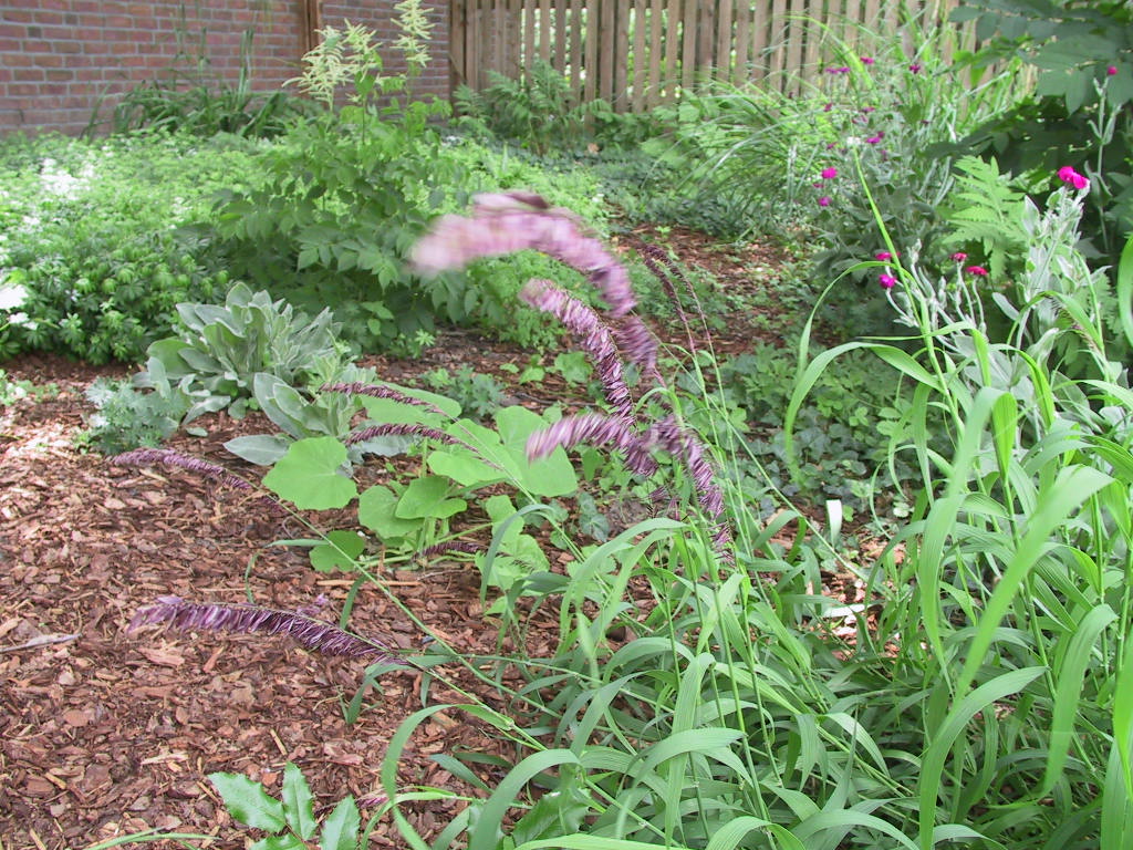 Melica altissima Purpurea 01.jpg